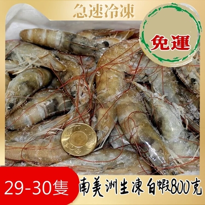 (十二盒免運)南美進口活凍白蝦《偏大隻高級品》800公克/盒(29-30隻)